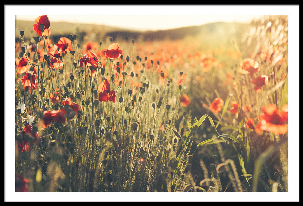 Pentire Poppy Field at Sunset.